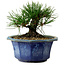 Pinus thunbergii, 16 cm, ± 15 years old, with a nebari of 3 cm