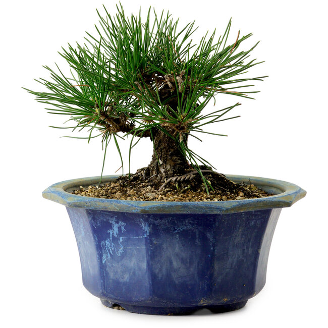 Pinus thunbergii, 16 cm, ± 15 anni, con nebari di 3 cm