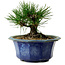 Pinus thunbergii, 16 cm, ± 15 jaar oud, met een nebari van 3 cm