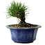 Pinus thunbergii, 16 cm, ± 15 years old, with a nebari of 3 cm