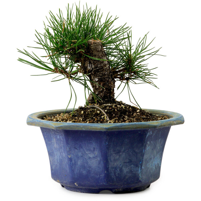 Pinus thunbergii, 16 cm, ± 15 ans, avec un nebari de 3 cm