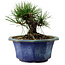 Pinus thunbergii, 16 cm, ± 15 anni, con nebari di 3 cm