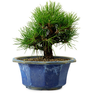 Pinus thunbergii, 16 cm, ± 15 jaar oud