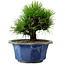 Pinus thunbergii, 16 cm, ± 15 anni, con nebari di 3 cm