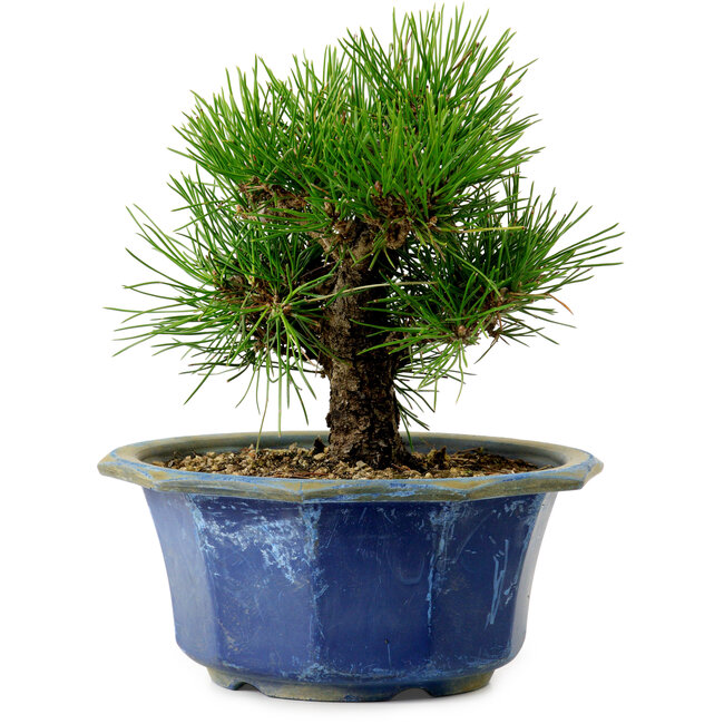 Pinus thunbergii, 16 cm, ± 15 jaar oud, met een nebari van 3 cm