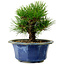 Pinus thunbergii, 16 cm, ± 15 años de edad, con un nebari de 3 cm.