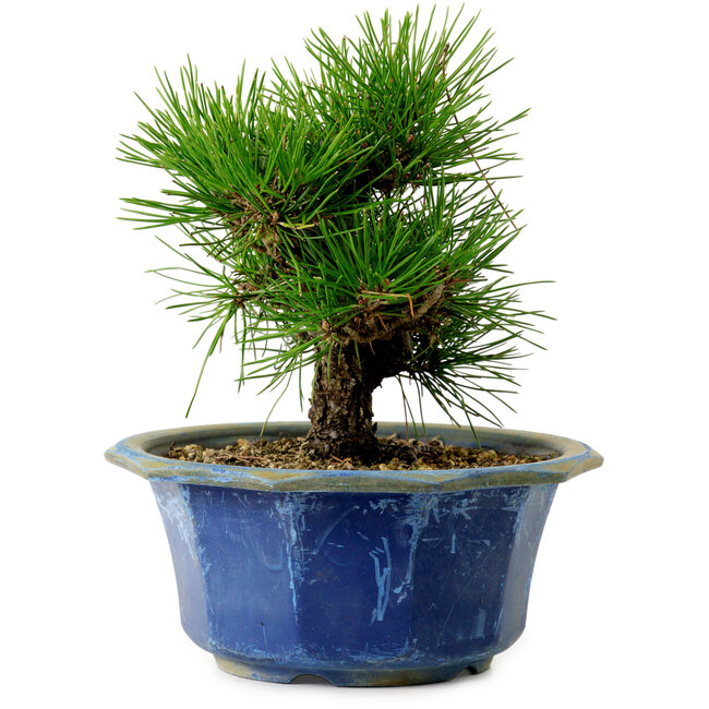Pinus thunbergii, 16 cm, ± 15 years old, with a nebari of 3 cm