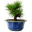 Pinus thunbergii, 16 cm, ± 15 years old, with a nebari of 3 cm