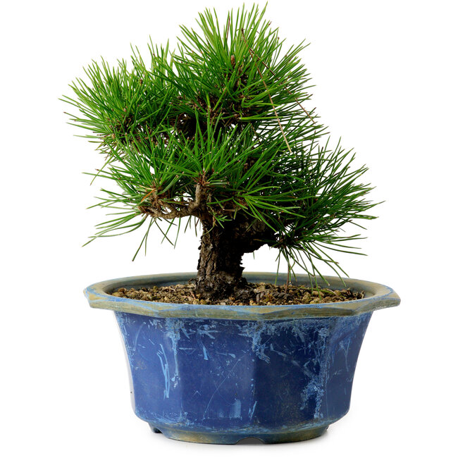 Pinus thunbergii, 16 cm, ca. 15 Jahre alt, mit einem Wurzelansatz von 3 cm