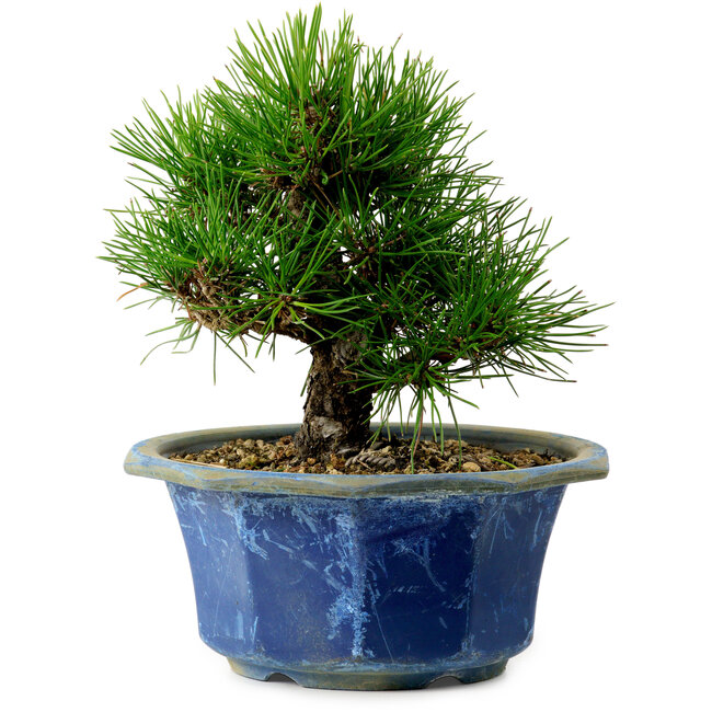 Pinus thunbergii, 16 cm, ± 15 years old, with a nebari of 3 cm