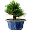 Pinus thunbergii, 16 cm, ± 15 jaar oud, met een nebari van 3 cm