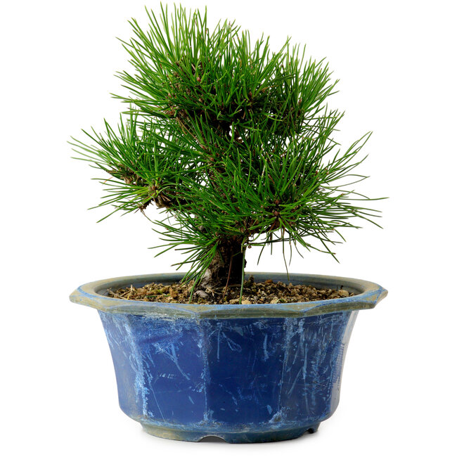 Pinus thunbergii, 16 cm, ± 15 years old, with a nebari of 3 cm