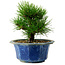 Pinus thunbergii, 16 cm, ± 15 anni, con nebari di 3 cm