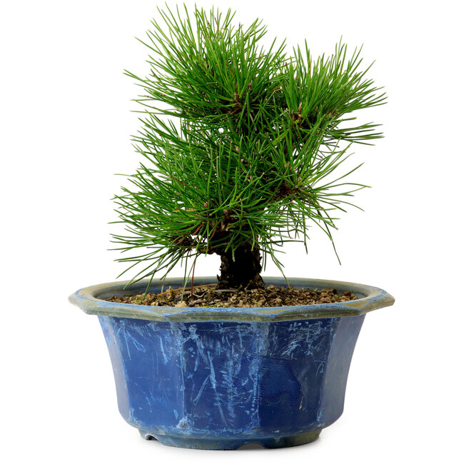 Pinus thunbergii, 16 cm, ± 15 jaar oud, met een nebari van 3 cm