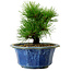 Pinus thunbergii, 16 cm, ± 15 años de edad, con un nebari de 3 cm.