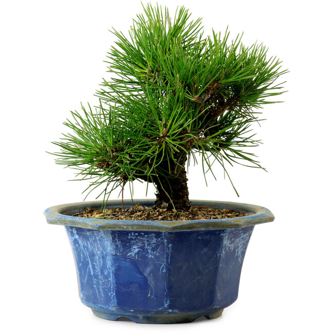 Pinus thunbergii, 16 cm, ± 15 years old, with a nebari of 3 cm