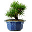 Pinus thunbergii, 16 cm, ± 15 years old, with a nebari of 3 cm
