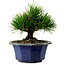 Pinus thunbergii, 16 cm, ± 15 years old, with a nebari of 3 cm