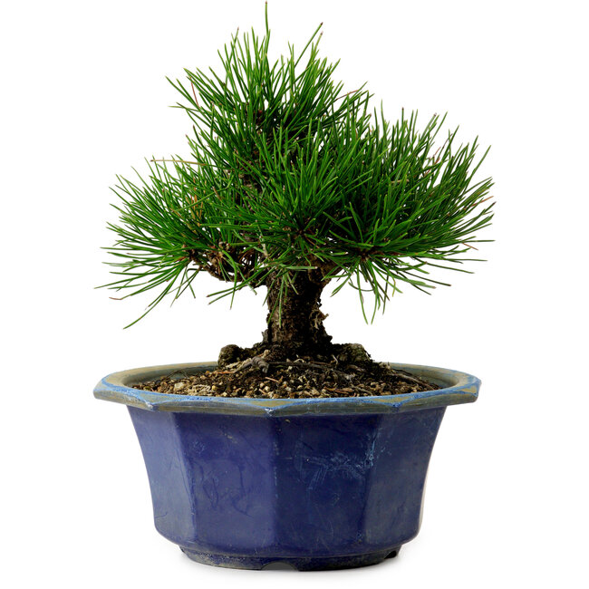 Pinus thunbergii, 16 cm, ± 15 years old, with a nebari of 3 cm
