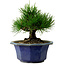 Pinus thunbergii, 16 cm, ± 15 years old, with a nebari of 3 cm