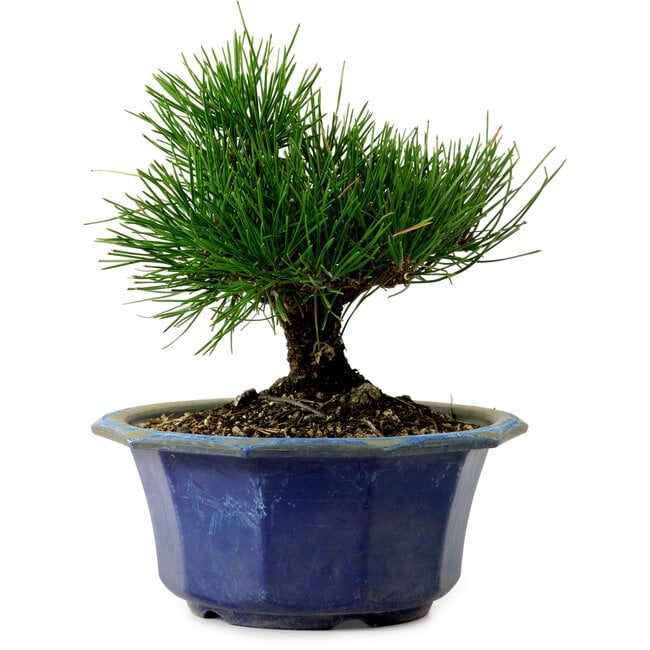 Pinus thunbergii, 16 cm, ± 15 years old, with a nebari of 3 cm