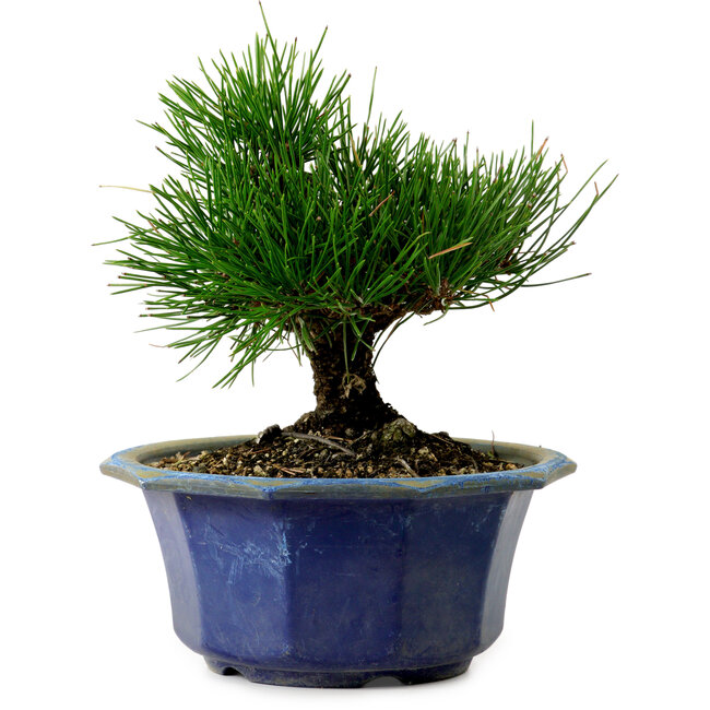 Pinus thunbergii, 16 cm, ca. 15 Jahre alt, mit einem Wurzelansatz von 3 cm