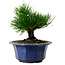 Pinus thunbergii, 16 cm, ± 15 years old, with a nebari of 3 cm