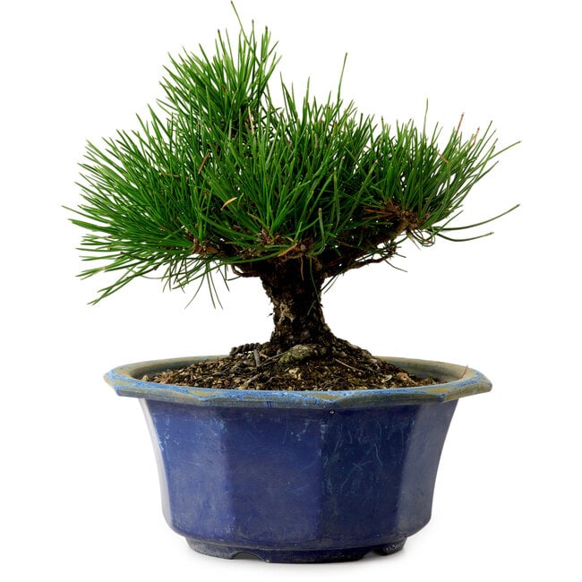 Pinus thunbergii, 16 cm, ± 15 years old, with a nebari of 3 cm