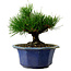 Pinus thunbergii, 16 cm, ca. 15 Jahre alt, mit einem Wurzelansatz von 3 cm