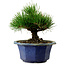 Pinus thunbergii, 16 cm, ± 15 years old, with a nebari of 3 cm