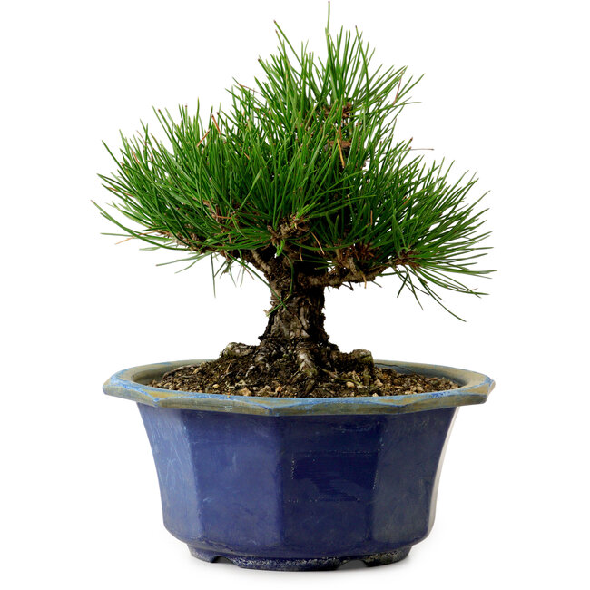 Pinus thunbergii, 16 cm, ± 15 years old, with a nebari of 3 cm