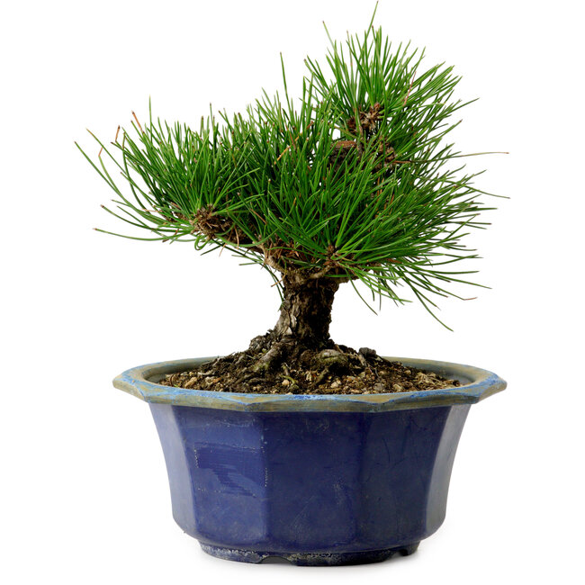 Pinus thunbergii, 16 cm, ± 15 jaar oud, met een nebari van 3 cm