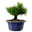 Pinus thunbergii, 16 cm, ± 15 years old, with a nebari of 3 cm