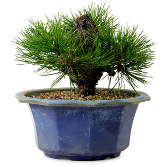 Pinus thunbergii, 16 cm, ± 15 Jahre alt