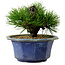 Pinus thunbergii, 16 cm, ± 15 ans, avec un nebari de 3 cm