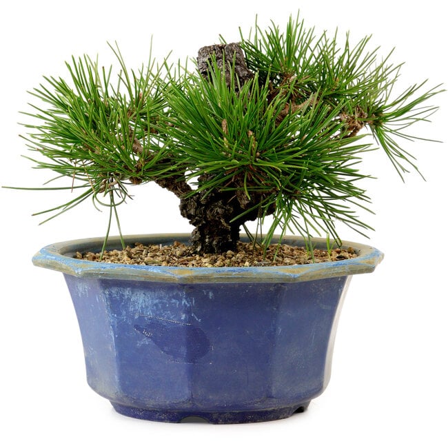 Pinus thunbergii, 16 cm, ± 15 years old, with a nebari of 3 cm