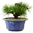 Pinus thunbergii, 16 cm, ca. 15 Jahre alt, mit einem Wurzelansatz von 3 cm