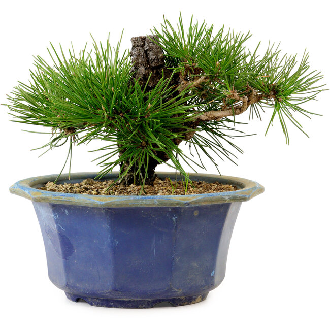 Pinus thunbergii, 16 cm, ± 15 jaar oud, met een nebari van 3 cm