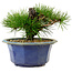 Pinus thunbergii, 16 cm, ± 15 years old, with a nebari of 3 cm