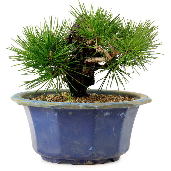 Pinus thunbergii, 16 cm, ± 15 anni, con nebari di 3 cm