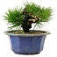 Pinus thunbergii, 16 cm, ± 15 years old, with a nebari of 3 cm