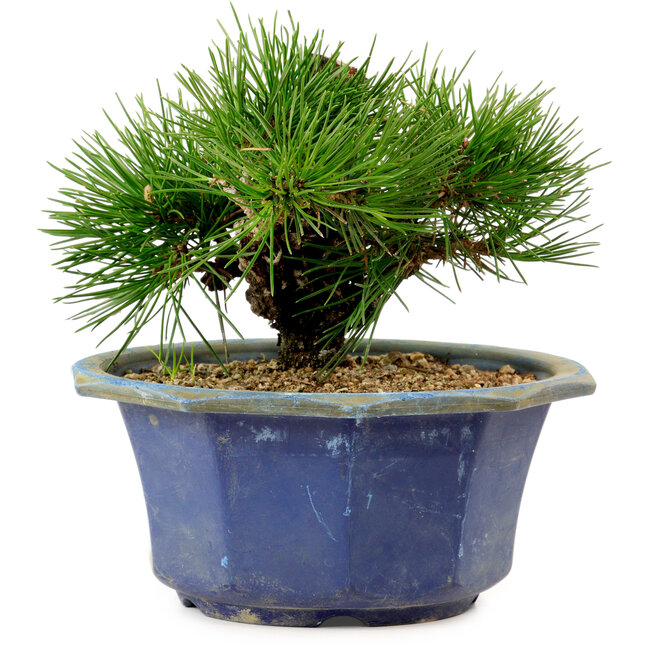 Pinus thunbergii, 16 cm, ca. 15 Jahre alt, mit einem Wurzelansatz von 3 cm