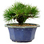 Pinus thunbergii, 16 cm, ca. 15 Jahre alt, mit einem Wurzelansatz von 3 cm