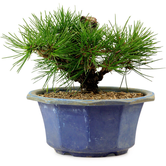 Pinus thunbergii, 16 cm, ca. 15 Jahre alt, mit einem Wurzelansatz von 3 cm