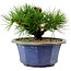 Pinus thunbergii, 16 cm, ± 15 anni, con nebari di 3 cm