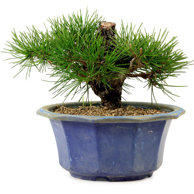 Pinus thunbergii, 16 cm, ca. 15 Jahre alt, mit einem Wurzelansatz von 3 cm