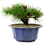 Pinus thunbergii, 16 cm, ± 15 years old, with a nebari of 3 cm