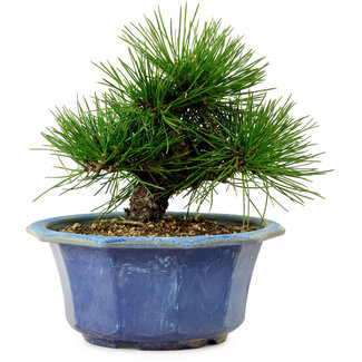Pinus thunbergii, 16 cm, ± 15 ans