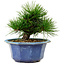 Pinus thunbergii, 16 cm, ± 15 años de edad, con un nebari de 3 cm.