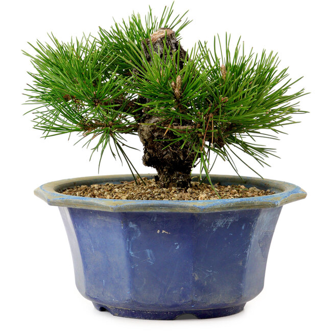 Pinus thunbergii, 16 cm, ± 15 ans, avec un nebari de 3 cm